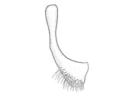   Anthidium paroselae  male, diagram showing ventral view of seventh sternum (S7), diagram from Gonzalez and Griswold 2013 
